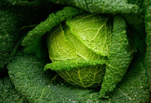 savoy cabbage