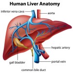 liver anatomy