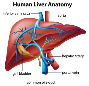 liver anatomy