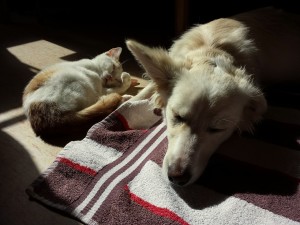 dog and cat relaxed