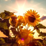 sunflower and fresh air