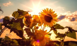 sunflower and fresh air