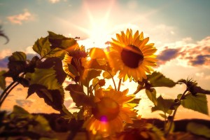 sunflower and fresh air